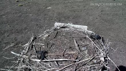 City of Loveland Ospreys