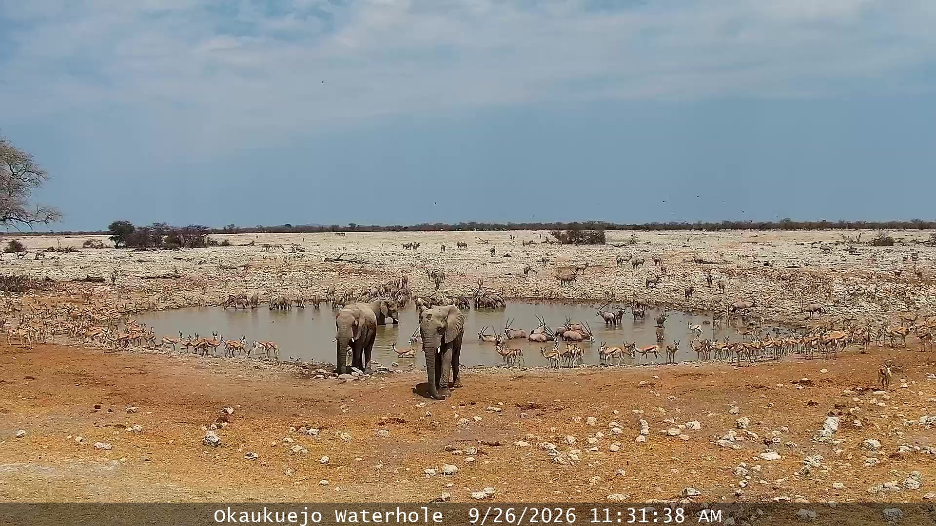 Namibia - Okaukuejo Waterhole