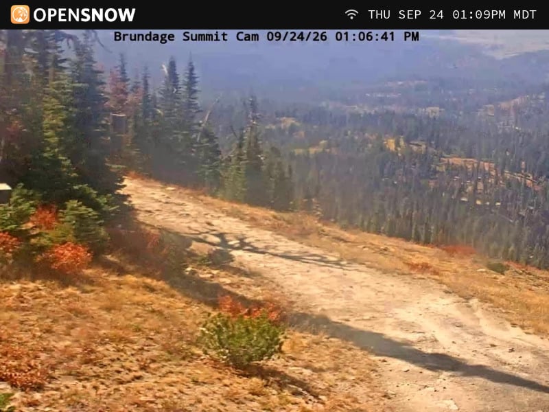 Brundage - Top Bird