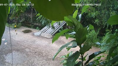 Kho Hong