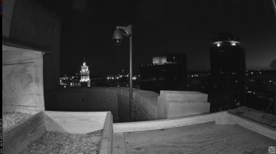 Rochester: Rfalconcam