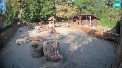 Zagreb: Zoo - Brown Capuchin