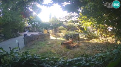 Zagreb: Zoo - Meerkat (Suricate)